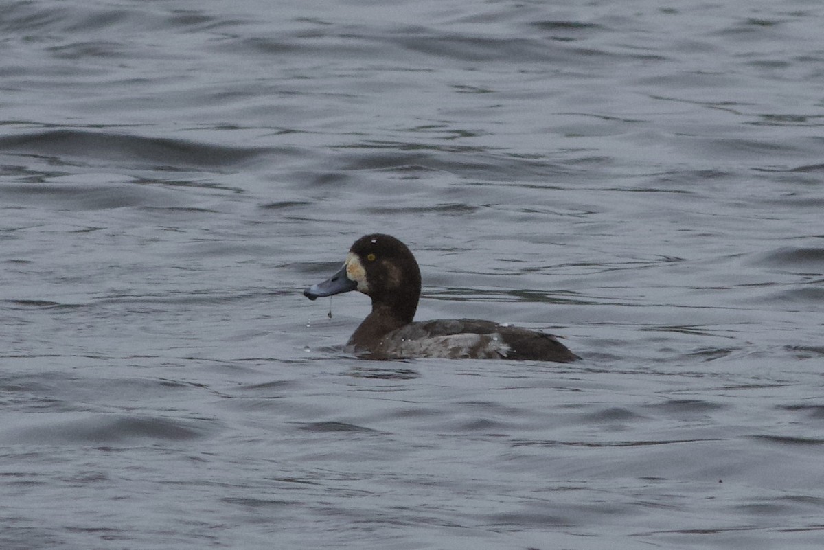 Greater Scaup - ML617280059