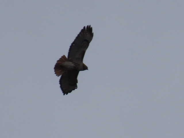Red-tailed Hawk - ML617280067