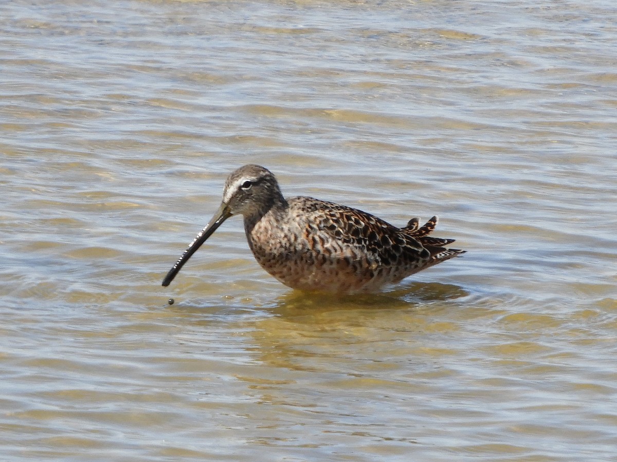 Long-billed Dowitcher - ML617280069
