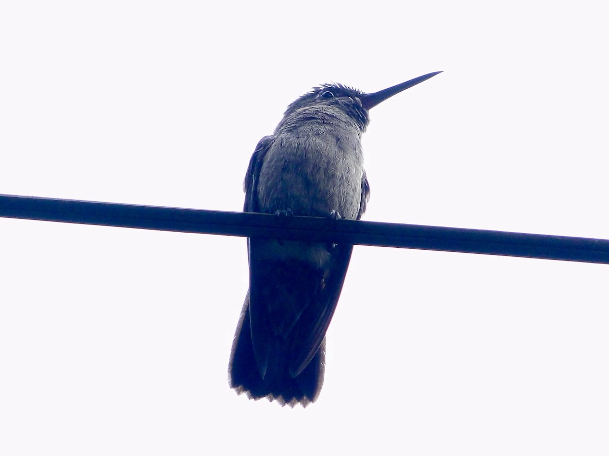Sombre Hummingbird - ML617280118