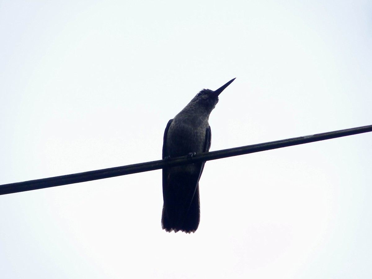 Sombre Hummingbird - ML617280119