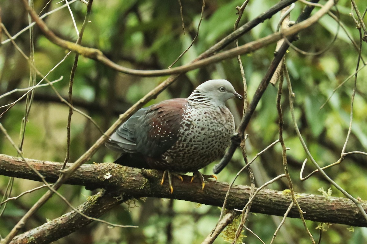 Speckled Wood-Pigeon - Jason Estep