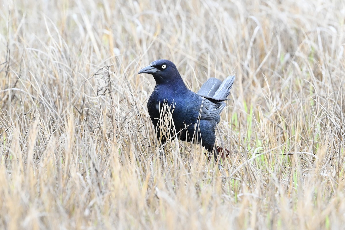 Boat-tailed Grackle - ML617280249
