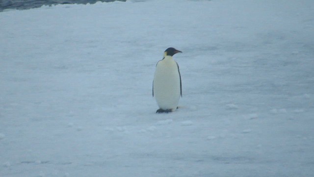 Emperor Penguin - ML617280317