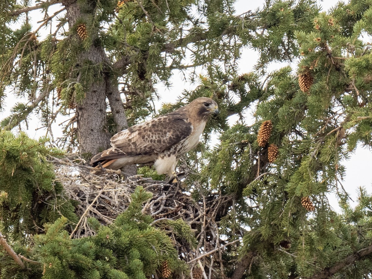 Red-tailed Hawk - ML617280385