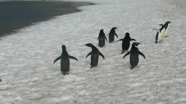Pingüino de Adelia - ML617280432