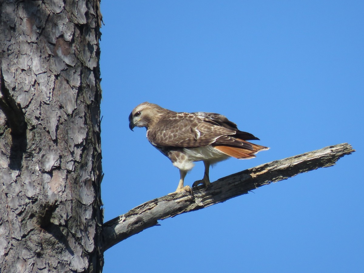 Red-tailed Hawk - Lisa Mills