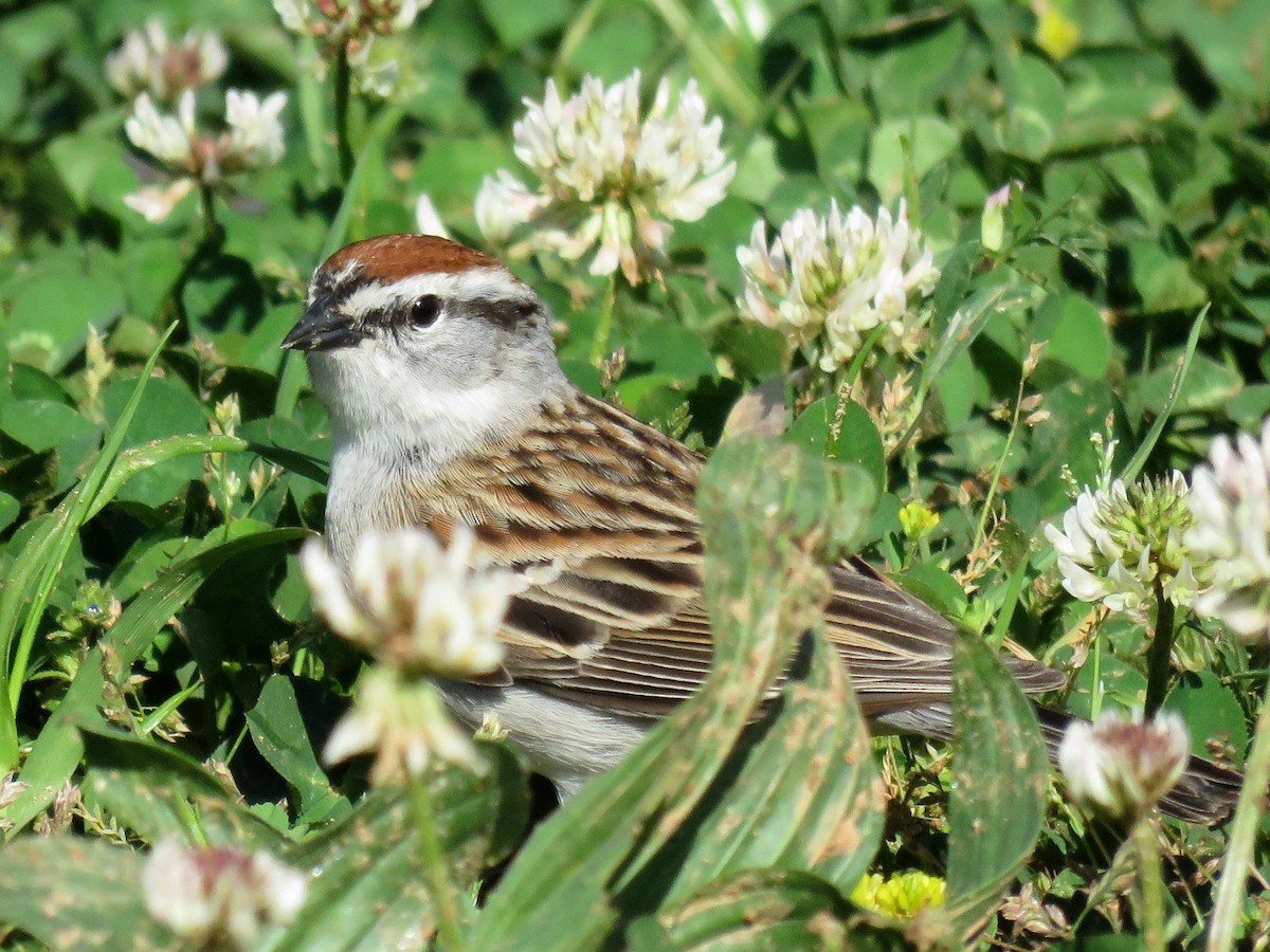 Chipping Sparrow - ML617280522