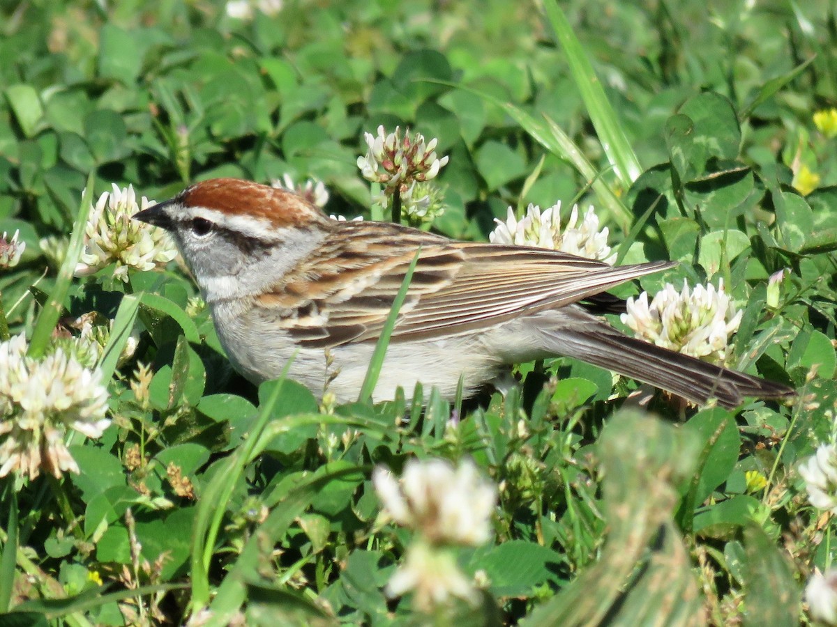 Chipping Sparrow - ML617280523