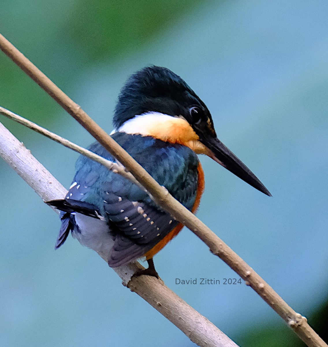 American Pygmy Kingfisher - ML617280526