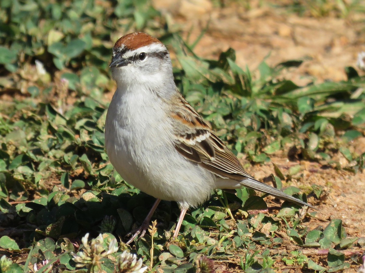 Chipping Sparrow - ML617280548