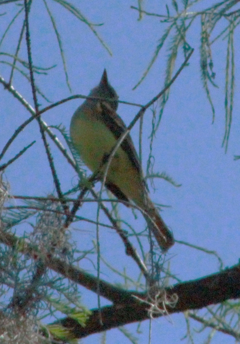 Great Crested Flycatcher - ML617280701