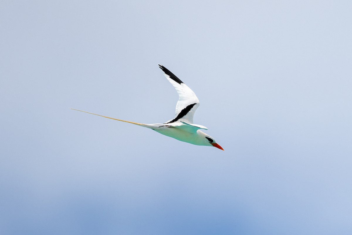 White-tailed Tropicbird - ML617280710