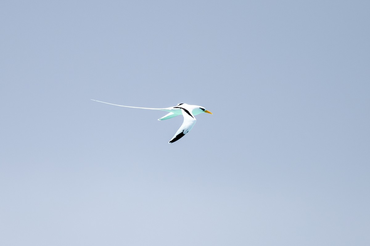 White-tailed Tropicbird - Billy Tran