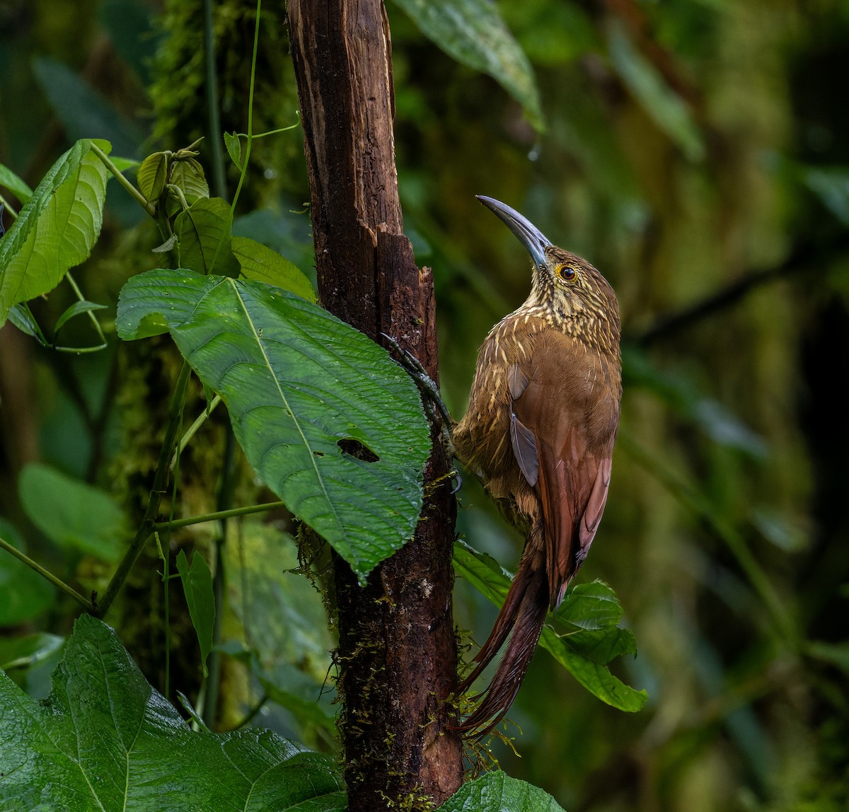 Strong-billed Woodcreeper - ML617280750