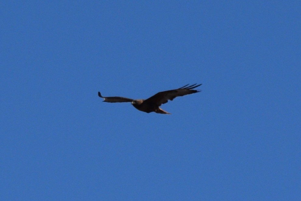 Red-tailed Hawk (calurus/alascensis) - William Harmon