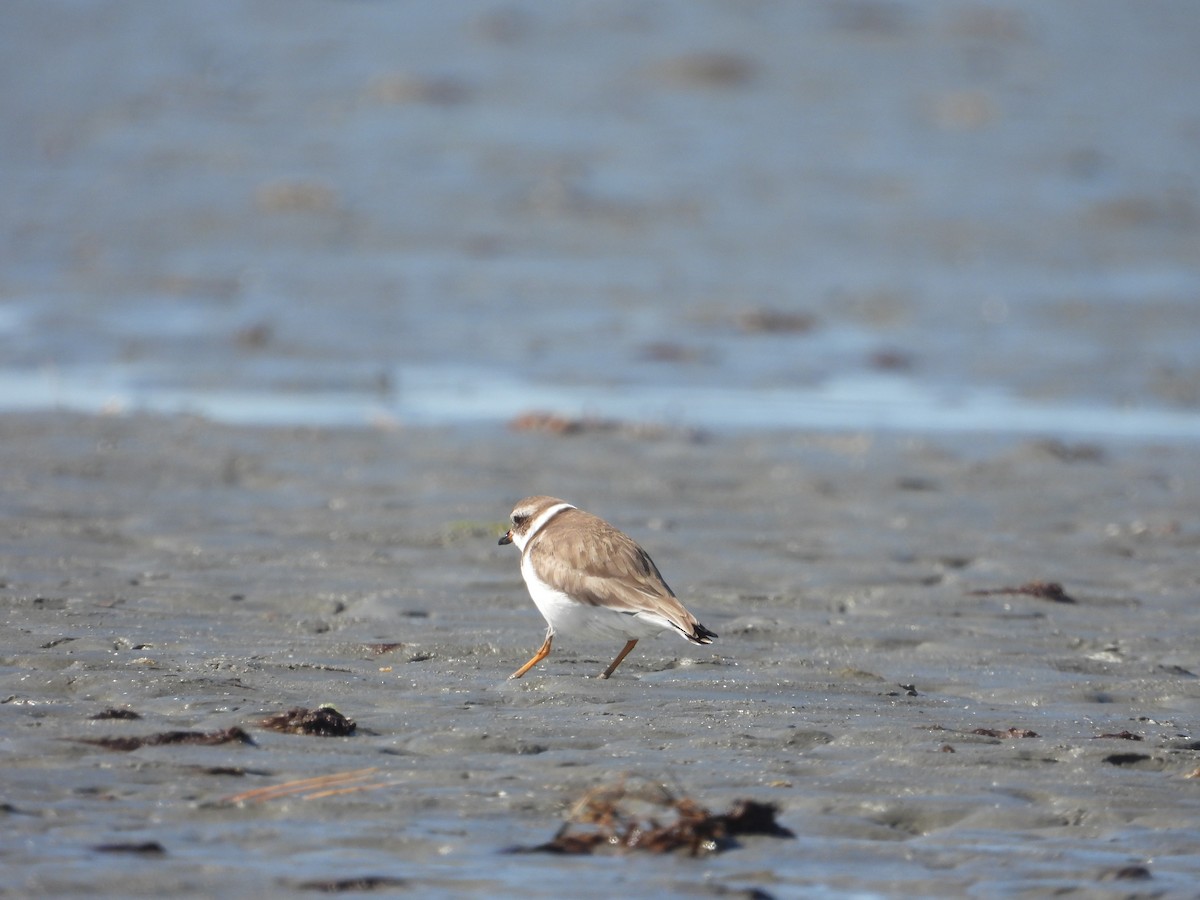 Semipalmated Plover - ML617280793