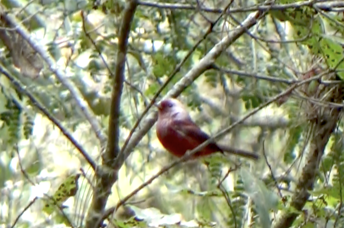Pink-headed Warbler - Tom O'Shea
