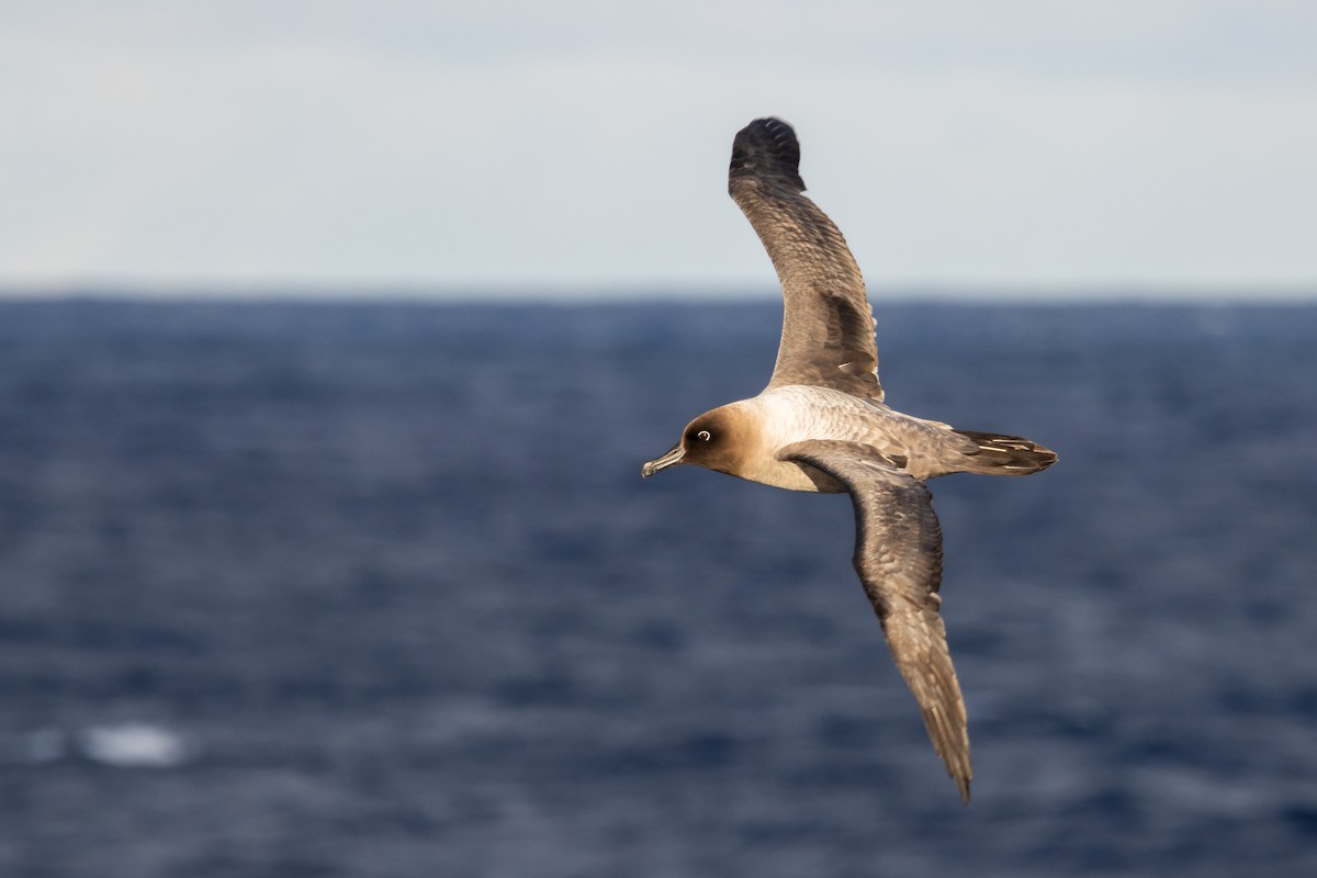 Light-mantled Albatross - Alex Smilor