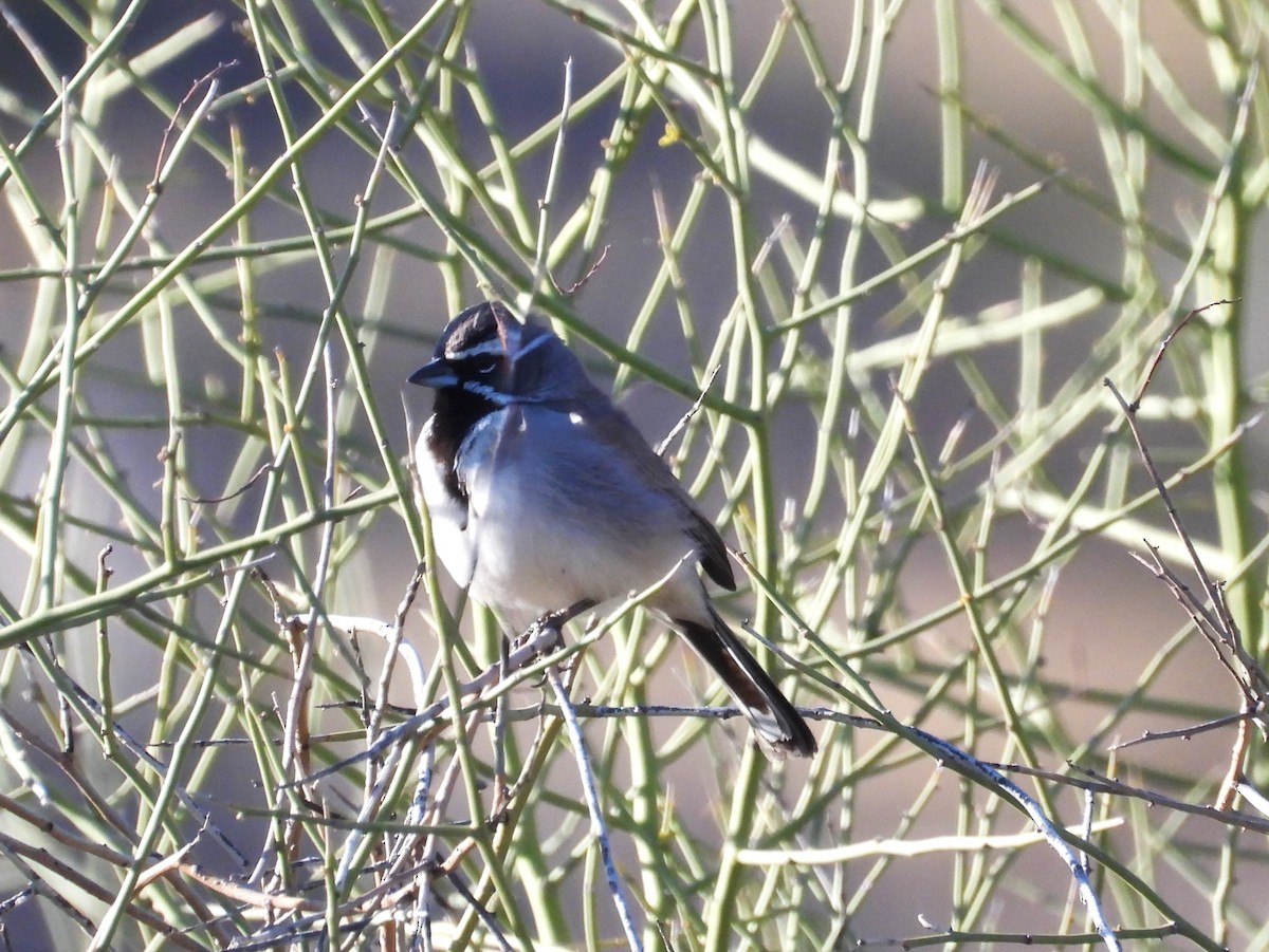 Black-throated Sparrow - Maria Cohoon