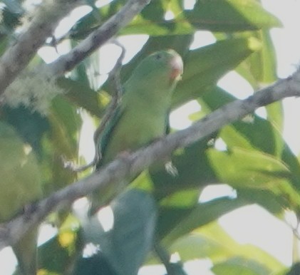 papoušíček amazonský - ML617281436