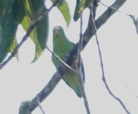 papoušíček amazonský - ML617281437