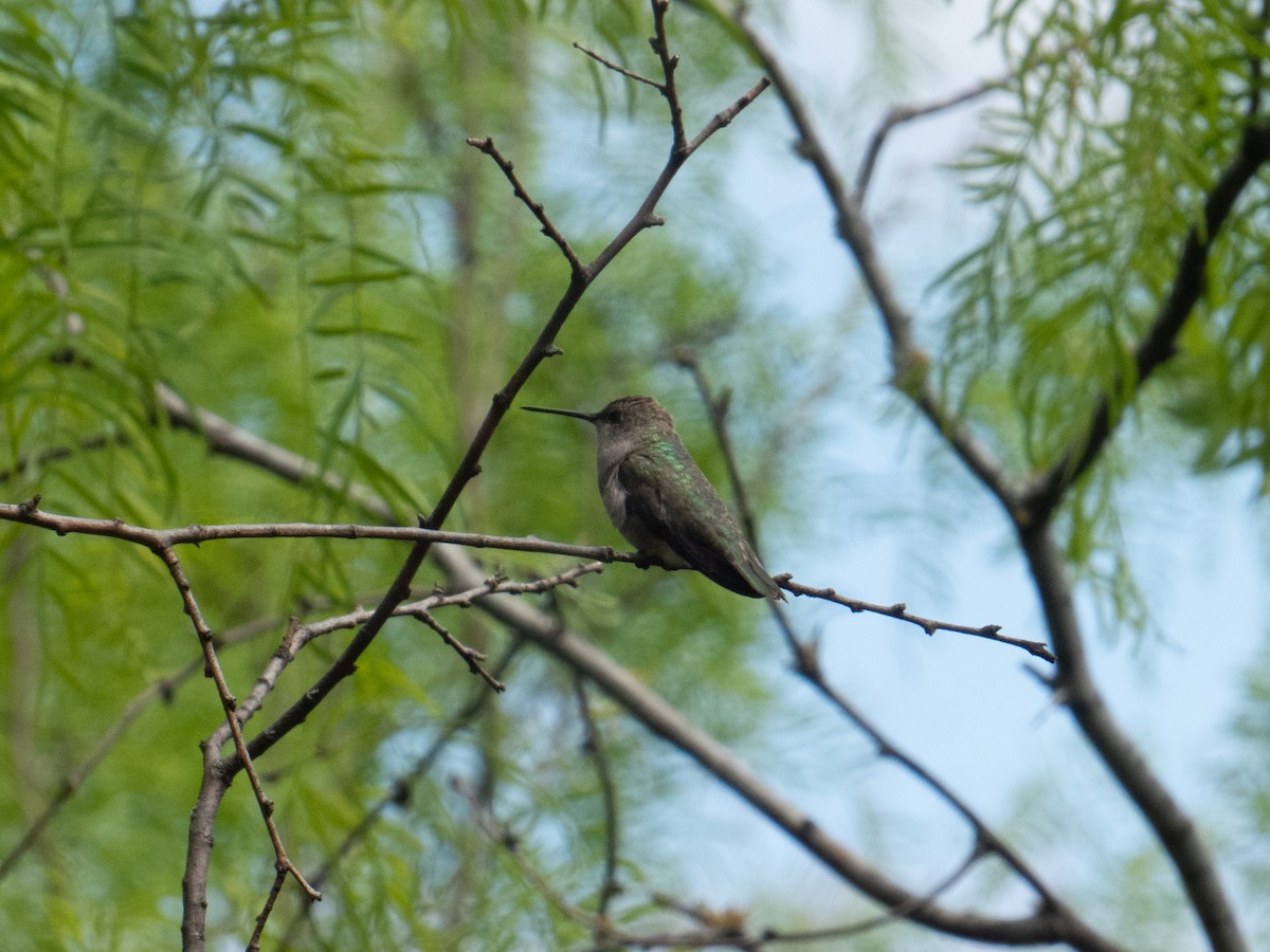 Black-chinned Hummingbird - ML617281563