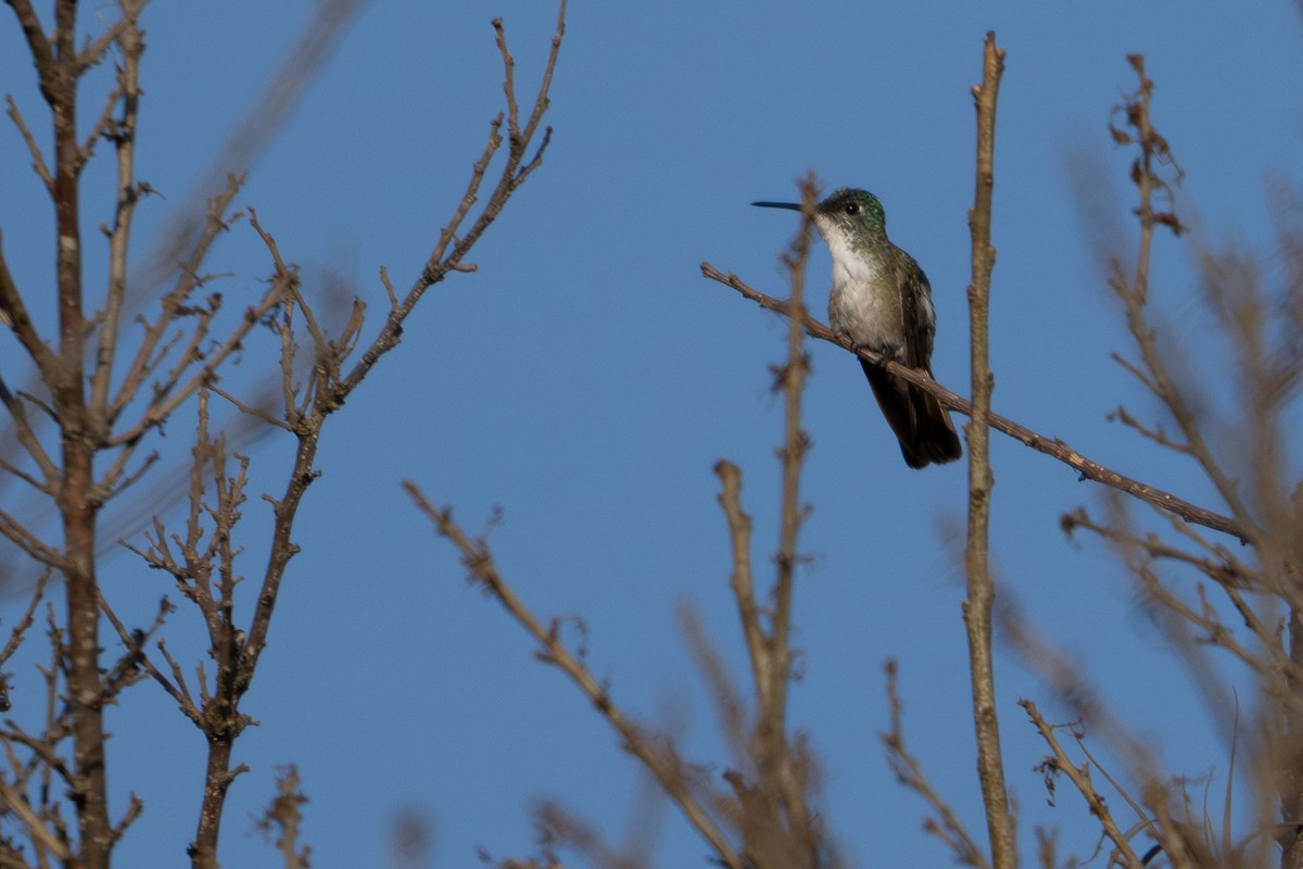 Azure-crowned Hummingbird (Azure-crowned) - T Wes Smith