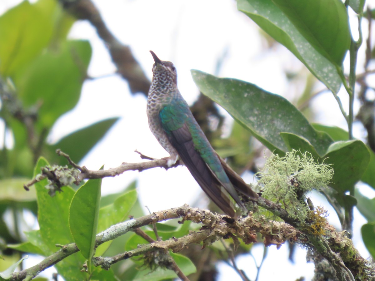 Зелёный колибри-отшельник - ML617281695