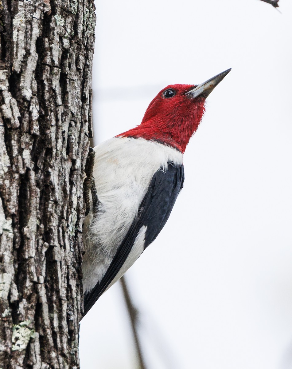 Red-headed Woodpecker - ML617281798