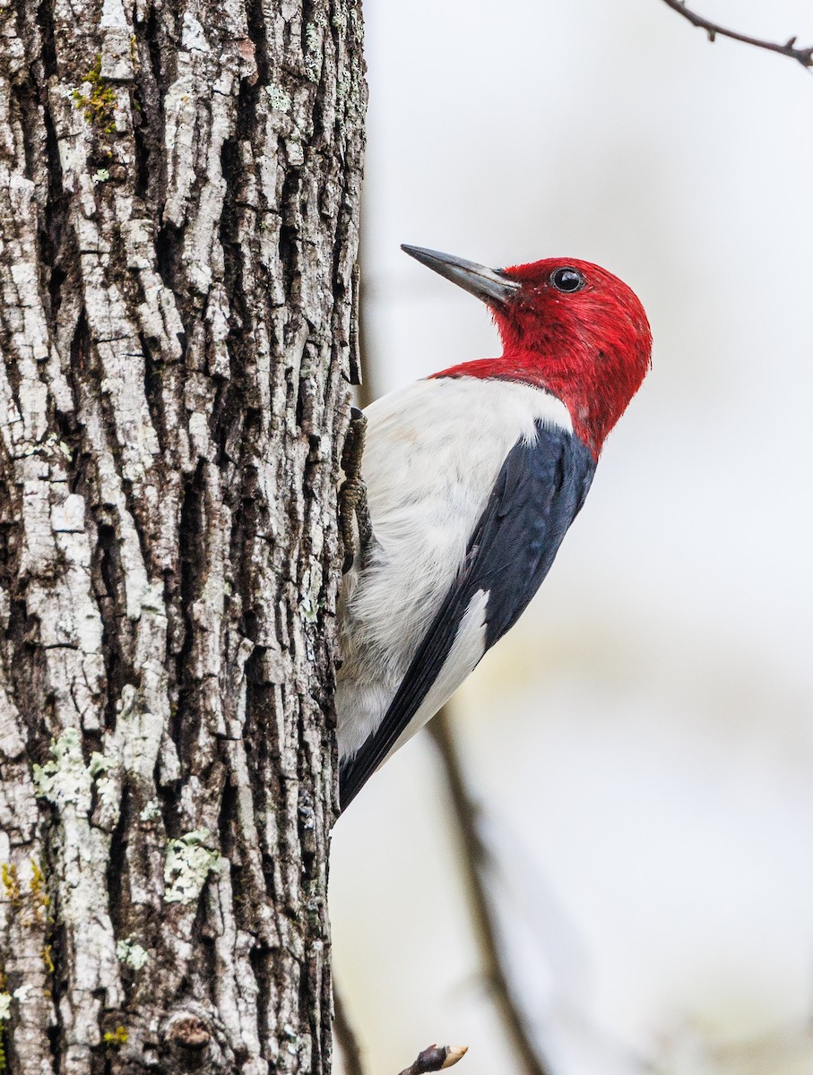 Red-headed Woodpecker - ML617281799
