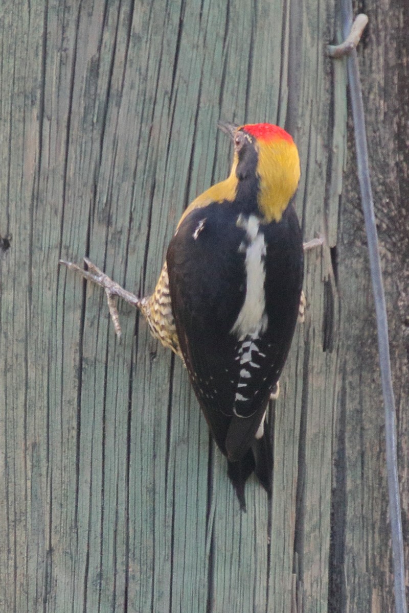 Golden-naped Woodpecker - ML617281948