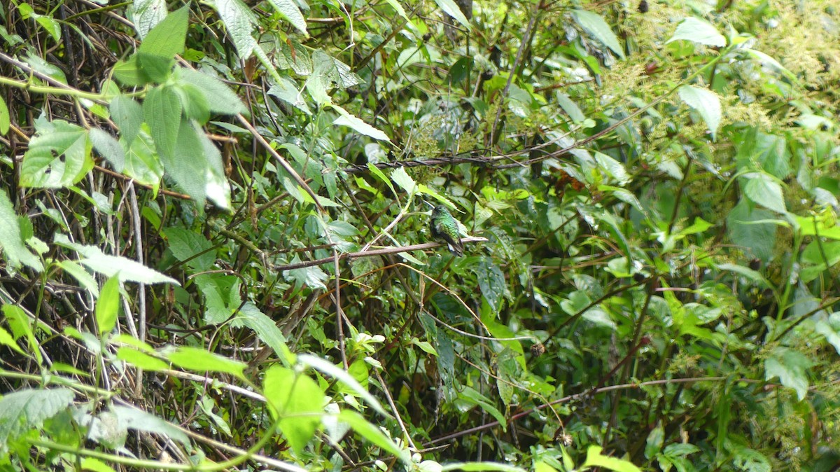kolibřík zelenopláštíkový - ML617281972
