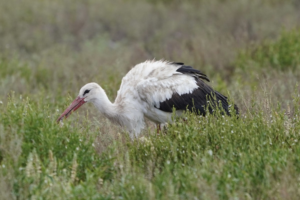 White Stork - ML617281992