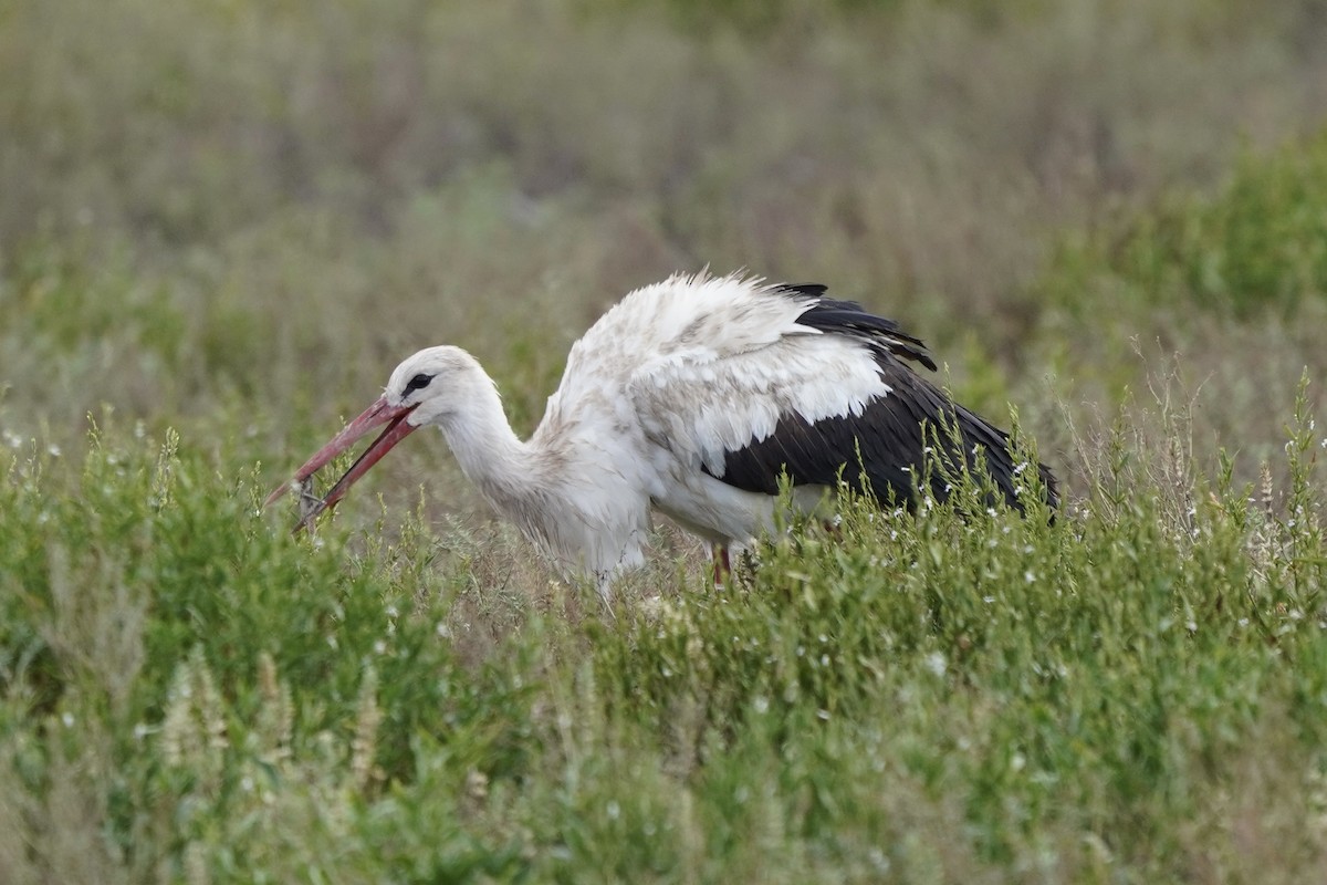 White Stork - Greg Hertler