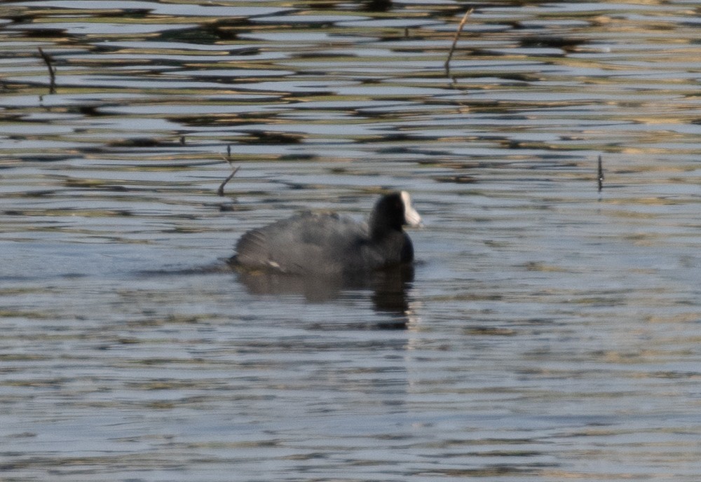 American Coot (White-shielded) - ML617281998