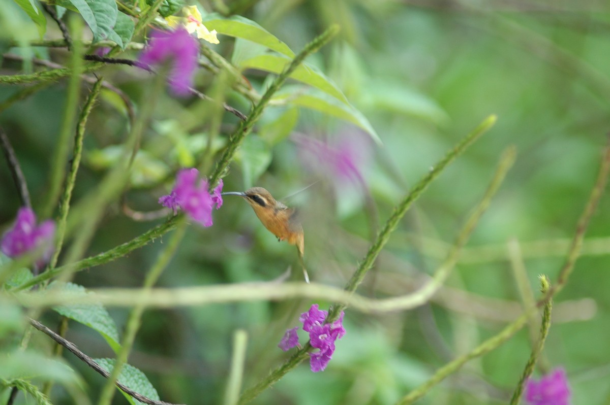 Серогорлый колибри-отшельник - ML617282027