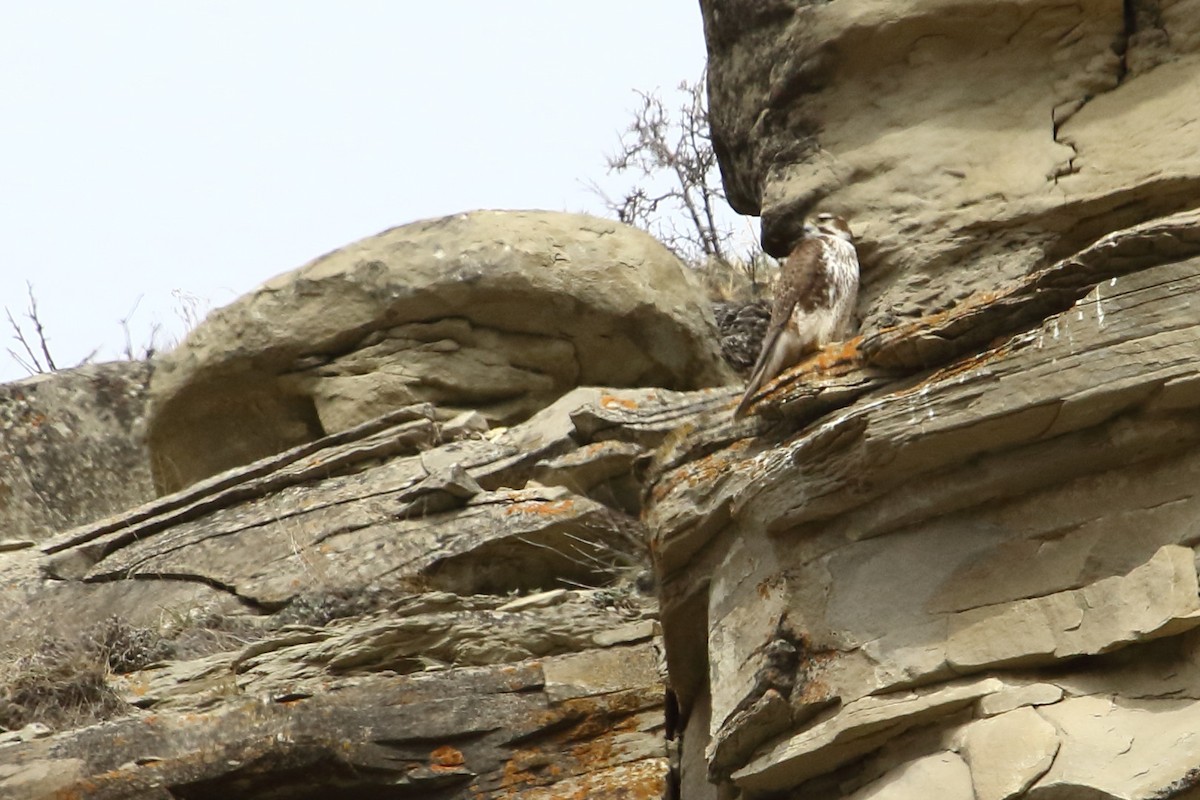 Prairie Falcon - gord smith