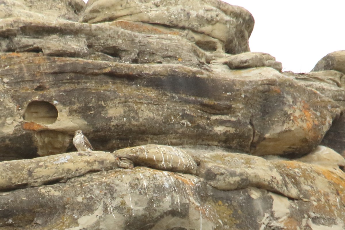 Prairie Falcon - gord smith