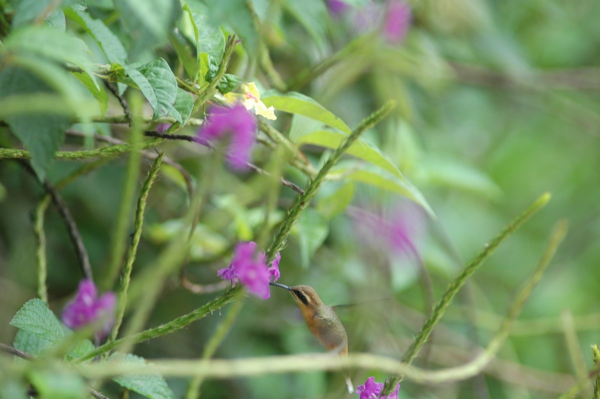 Серогорлый колибри-отшельник - ML617282077