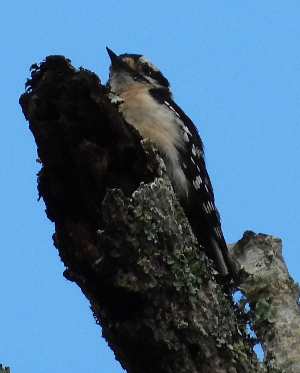 Downy Woodpecker - Eric Haskell