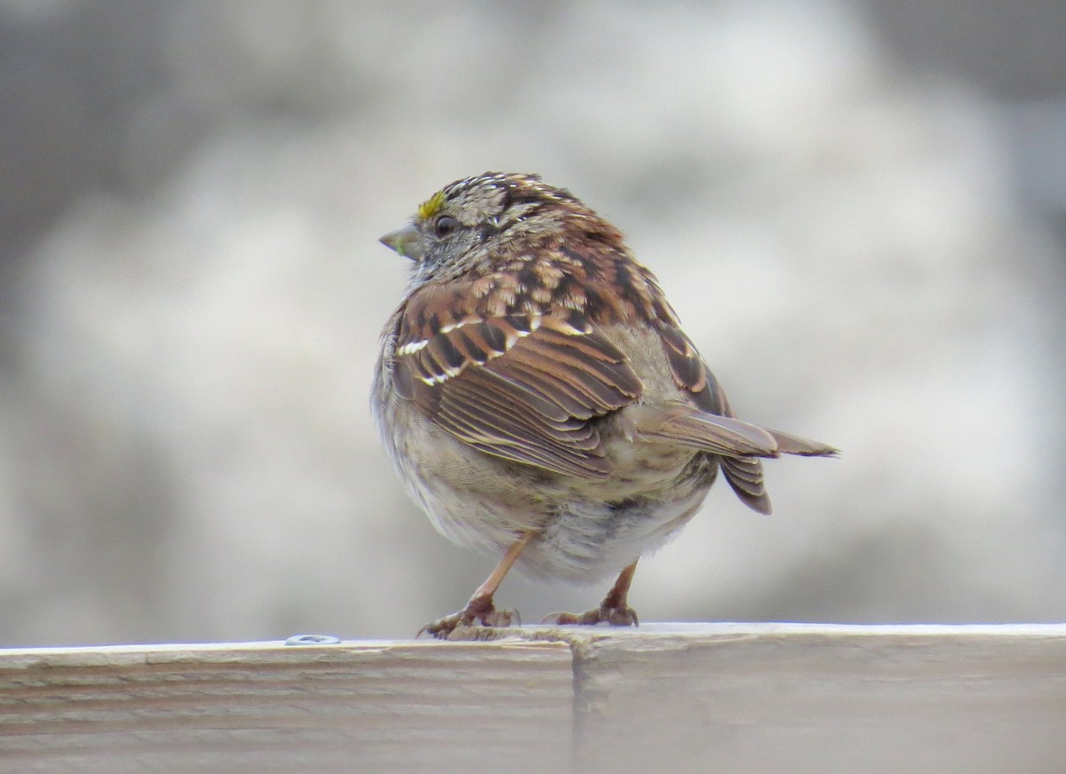 White-throated Sparrow - ML617282466