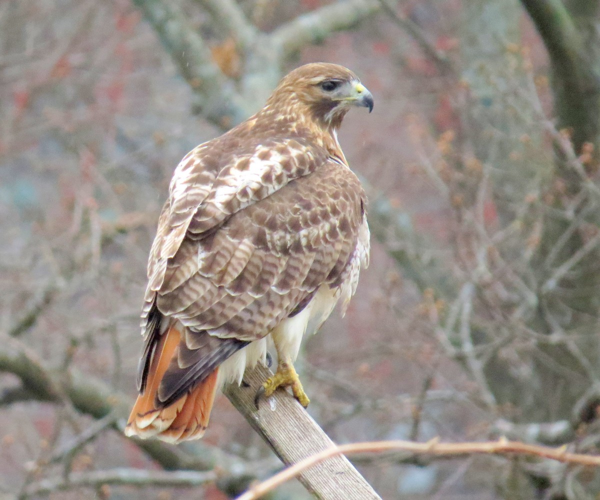 Red-tailed Hawk - ML617282476