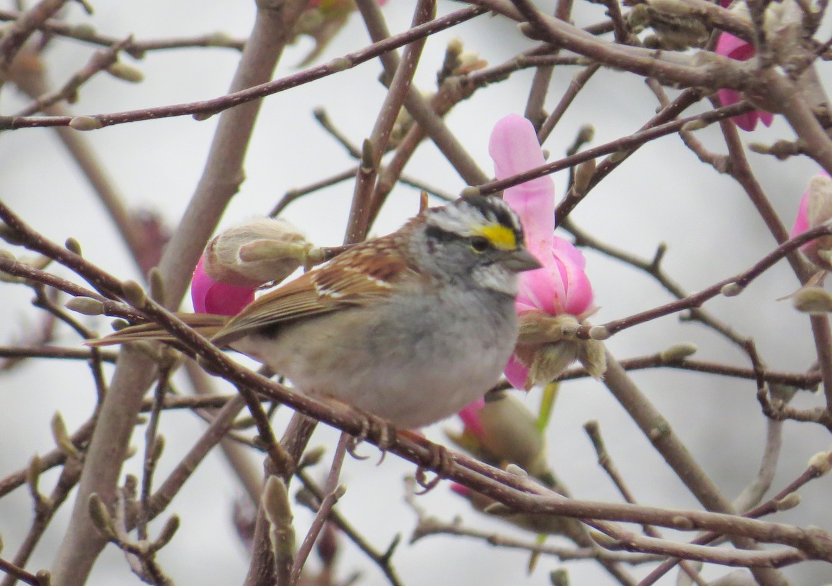 White-throated Sparrow - ML617282478