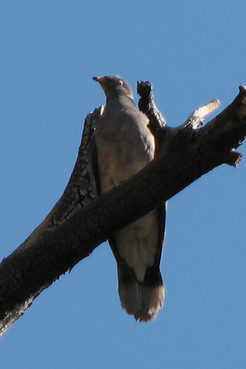 Pigeon à queue barrée - ML617282485