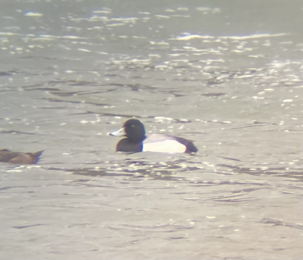 Greater Scaup - ML617282522