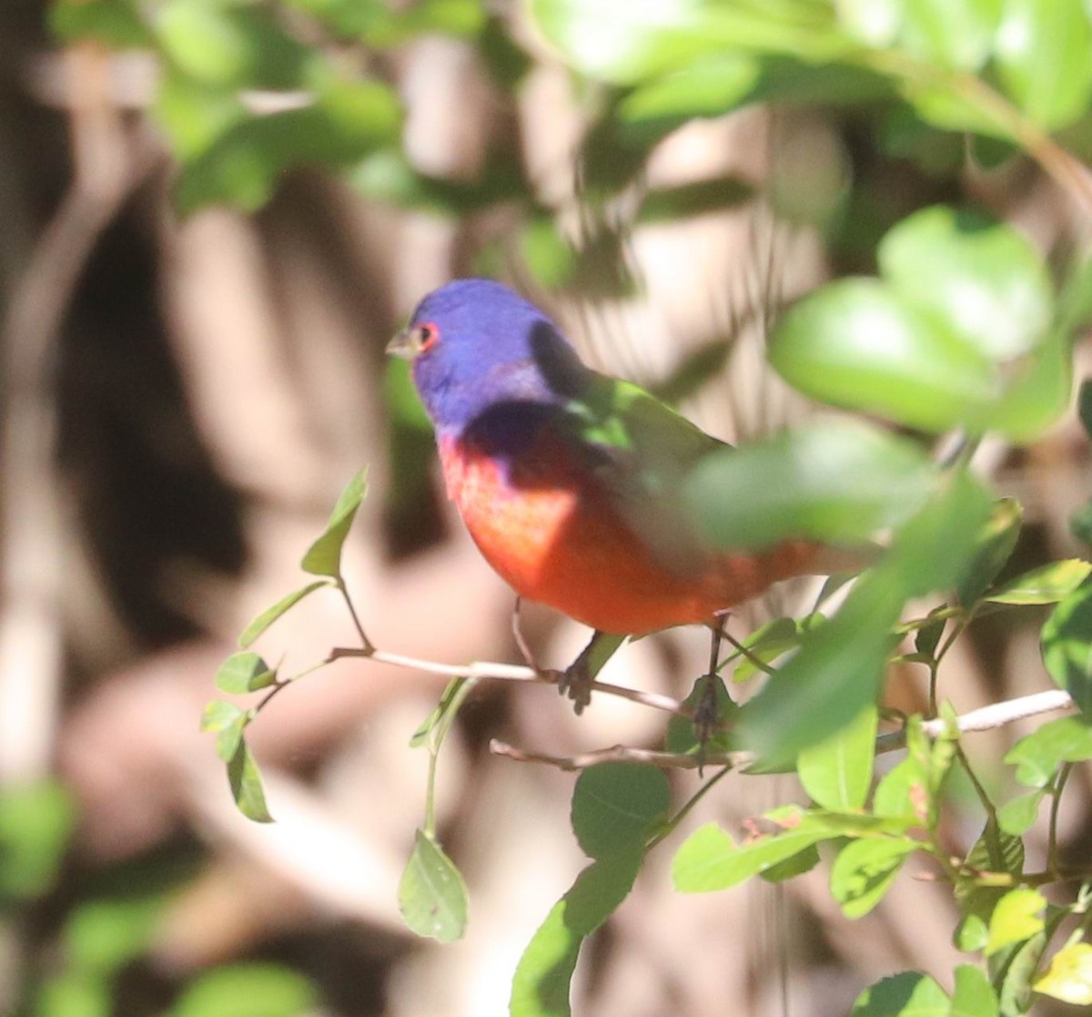 Painted Bunting - ML617282560
