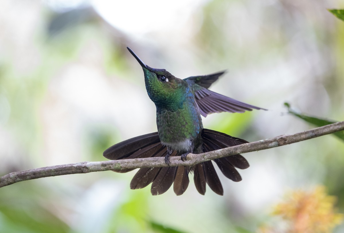 kolibřík fialovočelý - ML617282568