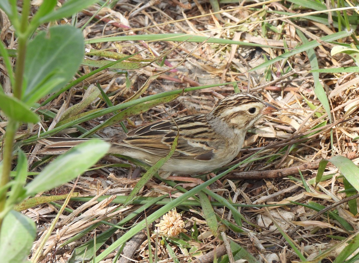 Clay-colored Sparrow - ML617282709