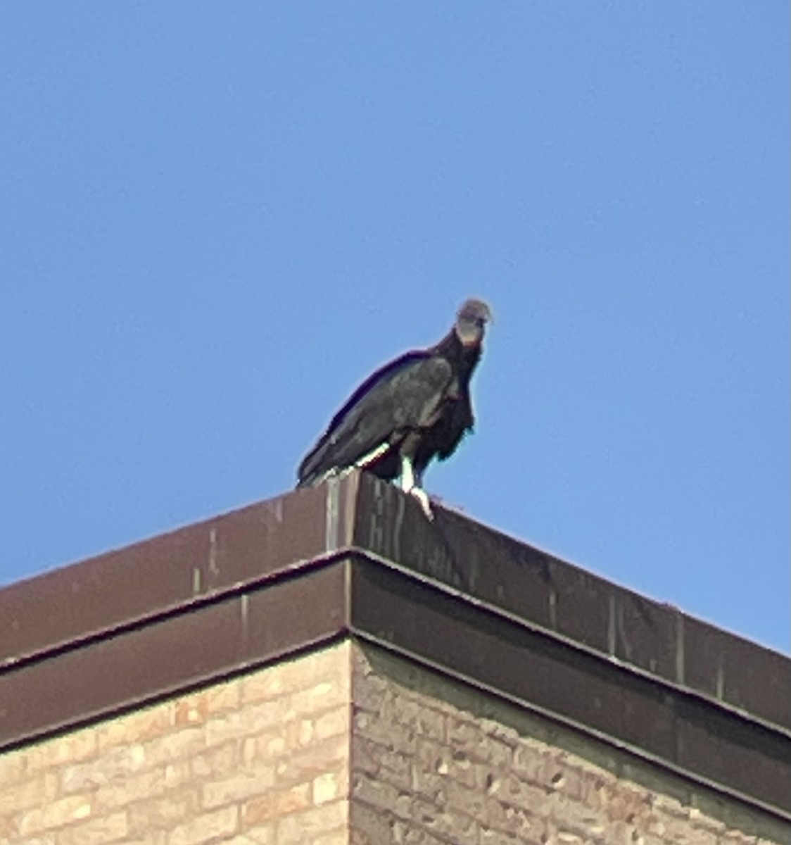Black Vulture - ML617282749